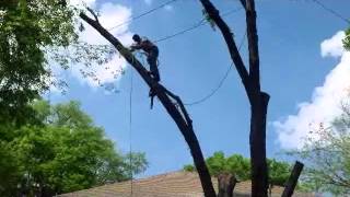 Downs Tree Service Nashville, Tn