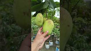 দেশী-বিদেশী ফলের গাছ/01710863867