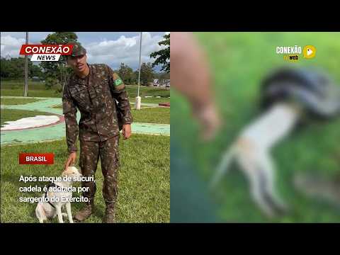 Vídeo: Após ataque de sucuri, cadela é adotada por sargento do Exército.