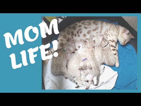 Mom Life for Snow Bengal Halo & Her Cuties 🐈 Kittens Visit the Vet for Final Check Ups to Leave Us!