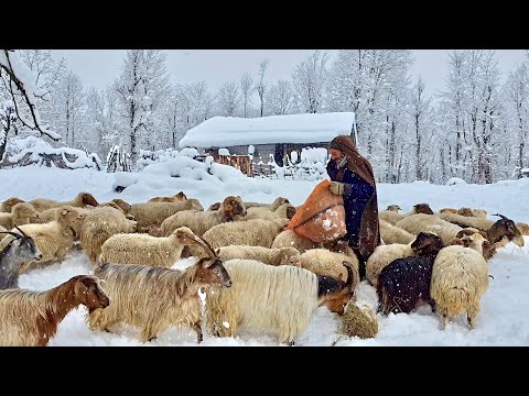 Przetrwanie w temperaturze -15°C: Poranna rutyna ostatniej rodziny w mroźnym lesie