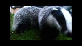 Welches Tier ist das was ich da höre? (Tiere) Welches Tier ist das was ich da höre? (Tiere)