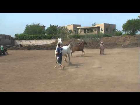 Mehanna Stud (Aida)2