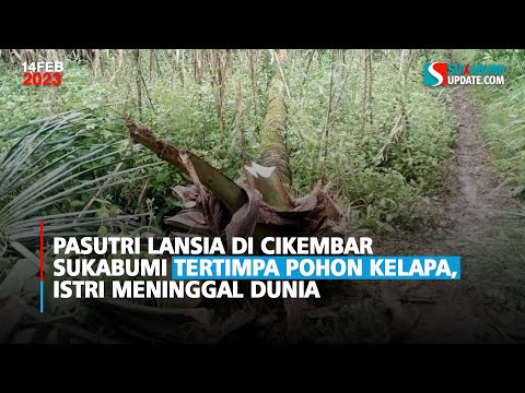 Pasutri Lansia di Cikembar Sukabumi Tertimpa Pohon Kelapa, Istri Meninggal Dunia