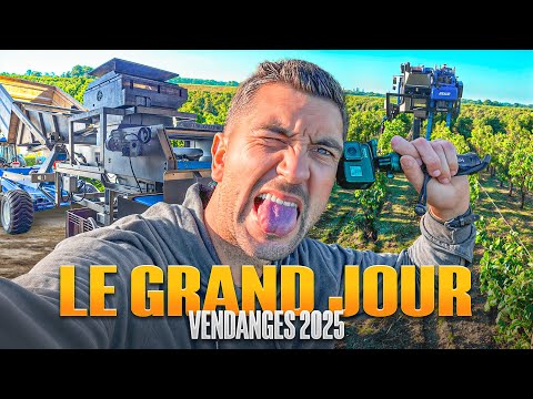 Vendanges 2025 : le grand départ dans les vignes !!