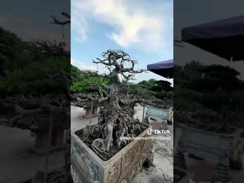 ngày 22 tháng 8, 2023