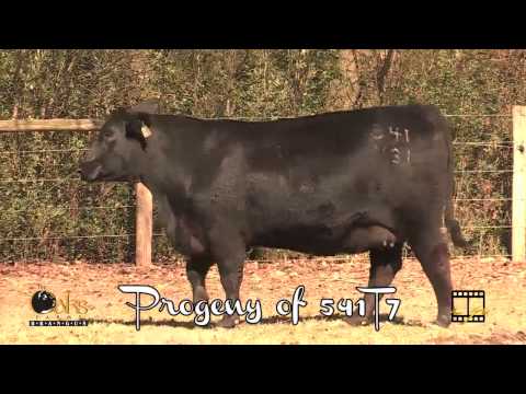 Lot 14 - Oaks Ms Csonka 541T7