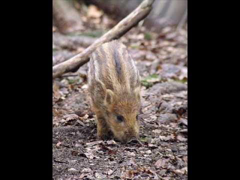 vinko cvrle - fantič mlad
