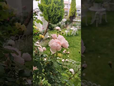 低木バラ「モーツァルト」 植物