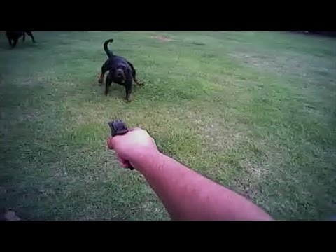 YouTube video about: Can a dog carry a gun in california?