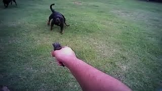 Body camera records Florida deputy shooting resident's dog video