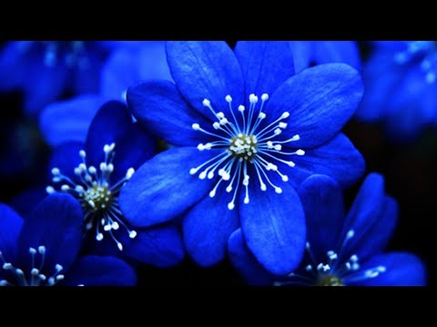 Floare albastra de Mihai Eminescu - Comentariu explicat de un tocilar