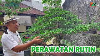 Download lagu PERAWATAN RUTIN BONSAI DI KEBUN ZUKA ZUKA mp3 Download lagu PERAWATAN RUTIN BONSAI DI KEBUN ZUKA ZUKA mp3
