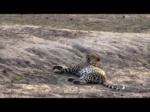 Djuma: Hosana male leopard moves to different spot into dry dam area - 05:31 - 11/25/18