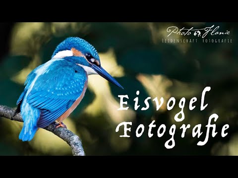 Eisvogel Fotografie mit der OM-1 und dem 150-400mm F4.5 TC IS PRO