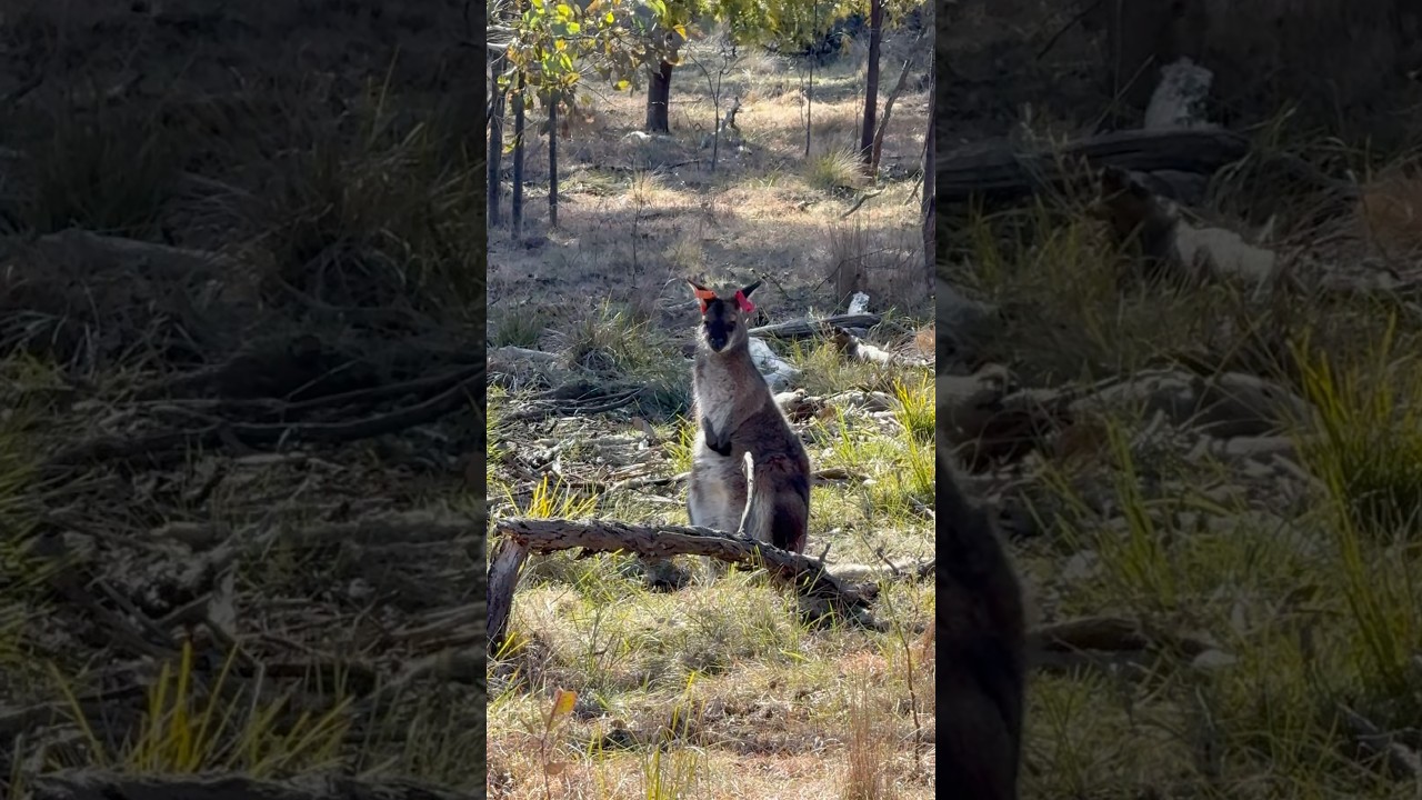 YouTube Short thumbnail