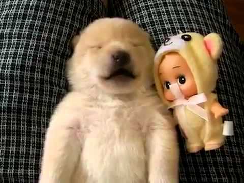 The sleep adventures