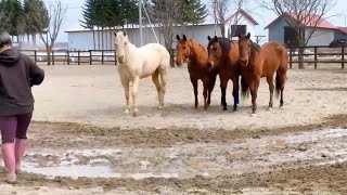 春が来ました!ついに馬場解禁
