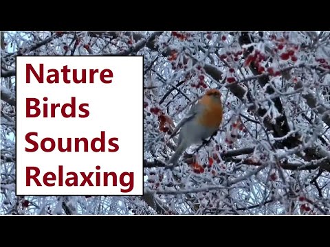 Nature Birds Sounds Relaxing / birds chirping/ birds singing, by Nosheen Ch.