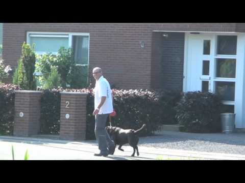 Honden in Hooglanderveen - Mijn Wijk 2011