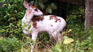 Piebald Beauty - Whitetail Deer Edgefield Co. SC
