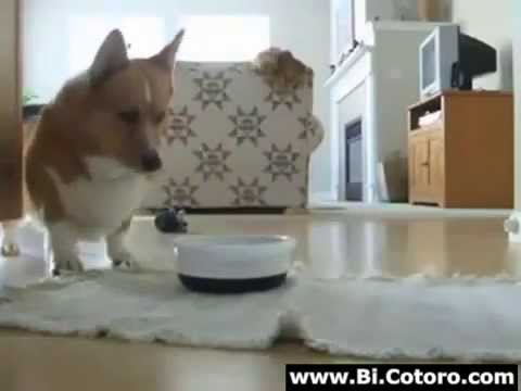 FUNNY -  Dog Tap Dance....