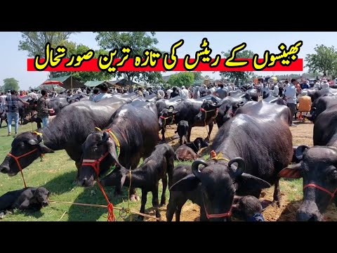 Bhains Ki Mandi | Nili Ravi Buffalo | Buffalo Price In Punjab | Pk Janwar Mandi