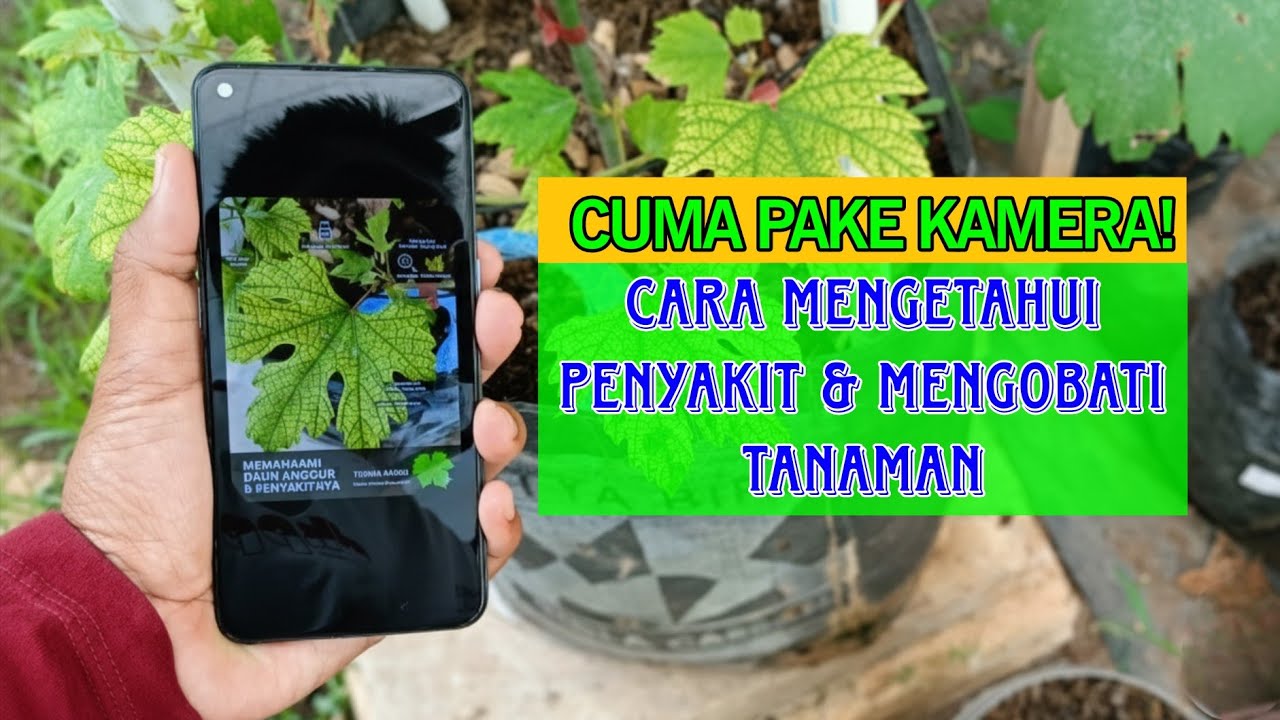 Cara Mengidentifikasi Penyakit Tanaman Menggunakan Kamera Hp