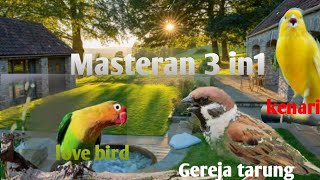 Download lagu Masteran love bird ,kenari ,gereja tarung untk Murai Batu ,kacer ,c.ijo dll. mp3