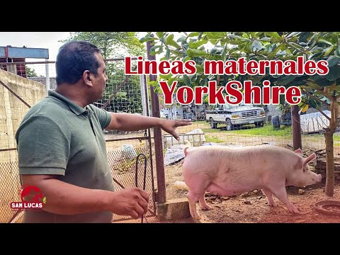 , title : '¿Cerdas YorkShire, ideales para pie de cría? | Granja San Lucas'