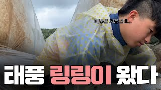 비닐하우스 짓고 첫 태풍, 링링이 지나갔습니다. [농사왕 재배맨]