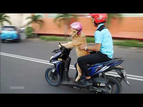 Abgefahren - Die spektakulärsten Dashcam Clips Folge 1