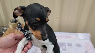 Video preview image #1 Rat Terrier Puppy For Sale in Bandera, TX, USA