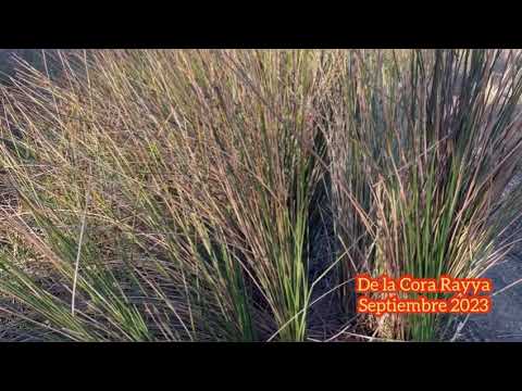 Nariz y voz. POE de la Cora Rayya