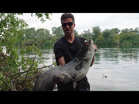 Wels CATFISH on the River