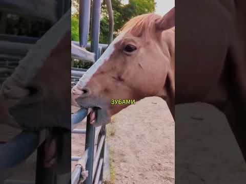 Почему Лошади Вдруг Начинают Грызть Дерево? Узнайте Причину 🐴🤯