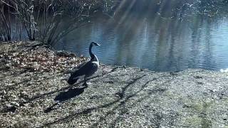 Animal Rescue League of Boston released a Canada goose in Victory Gardens