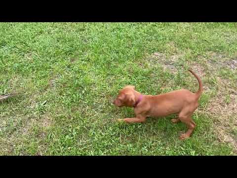 Magyar Vizsla Welpe kaufen