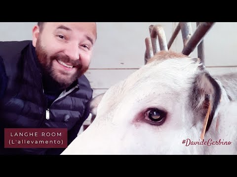 #DavideGerbino presenta: LANGHE ROOM (Parte I - L'Allevamento)