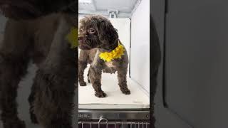 Video preview image #1 Shih Tzu Puppy For Sale in Benton, LA, USA