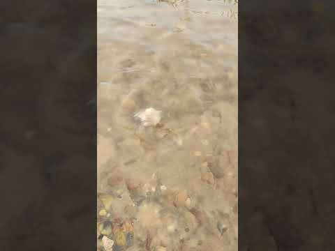 Río Uruguay con mucha vida y actividad