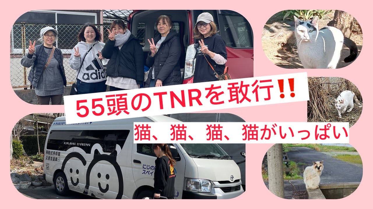 猫が猫が猫がいっぱい🙀　55頭もTNRしました💦　