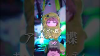 アゲハ蝶 歌ってみた【まるぐり/クレノア】 #歌ってみた #ポルノグラフィティ #アゲハ蝶