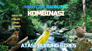 Download lagu Master Kombinasi Suara Burung Ciblek, Cipoh, Pancawarna, Sikatan Gemericik Air mp3 Download lagu Master Kombinasi Suara Burung Ciblek, Cipoh, Pancawarna, Sikatan Gemericik Air mp3