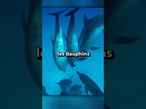 Les dauphins ne sont pas ce que vous pensez