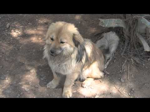 download lagu mp3 mp4 Nicosia Dog Shelter, download lagu Nicosia Dog Shelter gratis, unduh video klip Nicosia Dog Shelter