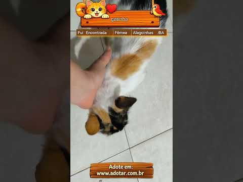 Vídeo de gatinha 