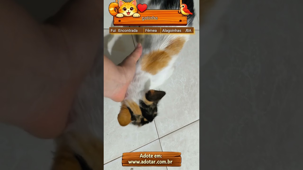 Gato raça SRD-ViraLata idade  nome gatinha 