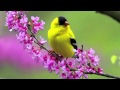 Songbird - Eva Cassidy [Instrumental Cover by ...