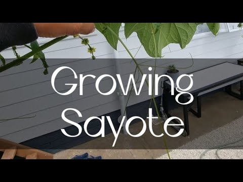 Growing Chokos in the Backyard